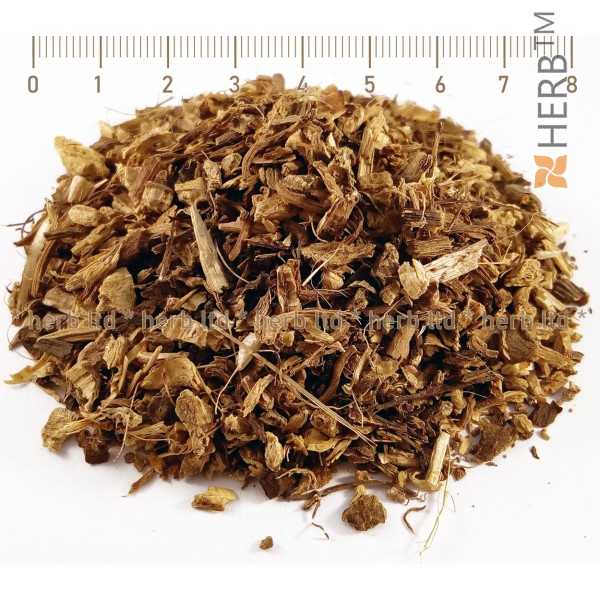 echinacea root, echinacea, SuperorderEchinacea