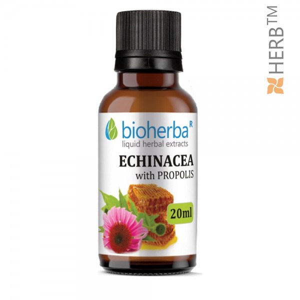 tincture, echinacea, tincture echinacea, echinacea tincture, 20ml, cold, flu, colds, natural product, price, prices