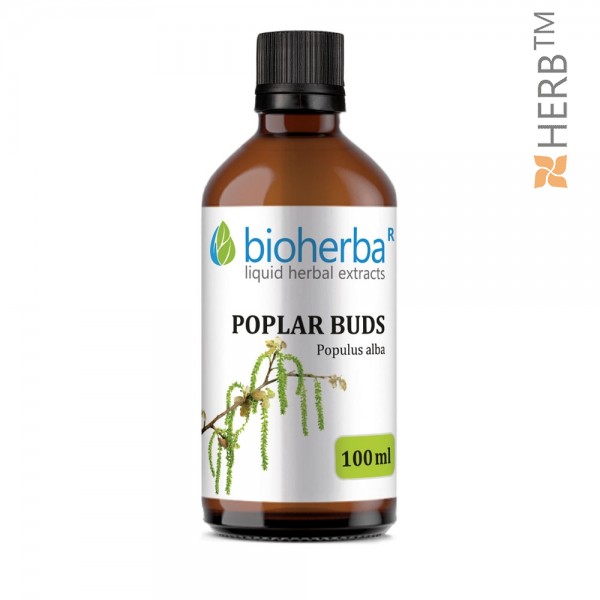 Poplar buds, tincture, Populus Alba, herbal extract, bones, joints, musculoskeletal system