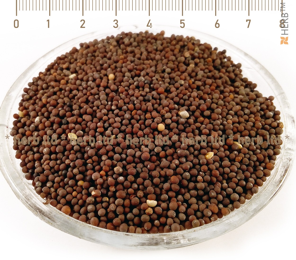 Sinapis seeds, nigra black sinapi seeds, 200 SEEDS ,CODE 504,mustard seeds,  gardening