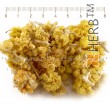 Dwarf Everlast, Immortelle Strawflower, Dwarf Everlast color, helichrysum arenarium, Dwarf Everlast price