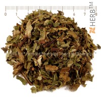 Lungwort Herb, Pulmonaria, Pulmonaria officinalis L., leaf, HERB TM