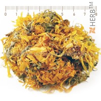 Calendula (marigold, ruddles), Calendula officinalis, flower, HERB TM