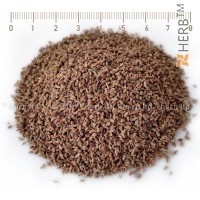 Аджвайн семена – Индийски кимион, Trachyspermum ammi