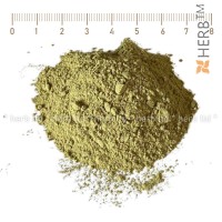 Ground ivy stem powder - for cough, for parasites, Glechoma hederacea L.