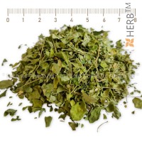 Moringa, herb for immunity, Herbal Tea Blend, HERB TM