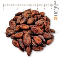 Whole cocoa beans Trinitario, Theobroma cacao