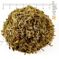 mountain ash tea, potentilla erecta burning, hemostatic, anti-inflammatory, antispasmodic