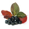 chokeberry herb, chokeberry fruit price, dried chokeberry action, dried chokeberry for anemia