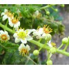 Boswellia serrata, natürlicher Weihrauch, Weihrauchbehandlung, indischer Weihrauchpreis