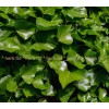 ivy, ivy leaf, hedera helix, ivy against hair loss, ivy tea, ivy application