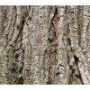 elm herb, mountain elm, elm bark treatment, elm bark price