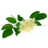 elderberry, leaf, Sambucus nigra L., black elderberry price, black elderberry reviews