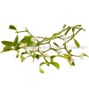 white mistletoe, herb stalk, viscum album, white mistletoe cold water extract