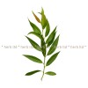 willow leaf herb, white willow healing properties, white willow price, white willow application