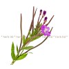 willow stalk, small-flowered willow price, Herb small-flowered willow