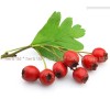 hawthorn red herb, red hawthorn treatment, red hawthorn tea, red hawthorn use, red hawthorn healing properties