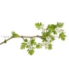 red hawthorn blossom, red hawthorn herb, red hawthorn leaf, red hawthorn treatment, red hawthorn treatment, red hawthorn price