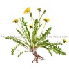 dandelion herb, Taraxacum officinale L., dandelion for kidneys, dandelion tea