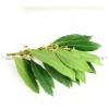 Bay leaf, bay leaf, bay leaf, Laurus nobilis, bay leaf spice
