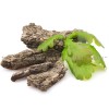 oak bark herb, oak bark healing properties, oak bark analgesic
