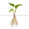 echinacea root herb, echinacea tea price, echinacea benefits, echinacea root price