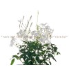 jasmine, jasminum polyanthum, multicolored jasmine, medicinal jasmine