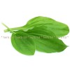 deciduous plantain herb, plantain tea for the stomach, plantain price