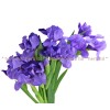 iris, iris tea, iris germanica, iris healing properties, iris herb for bronchitis