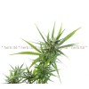hemp, hemp seed, hemp seed action, cannabis sativa