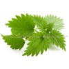 nettle belly, Urtica dioica, Nettle, Nettle for hair growth and thickening
