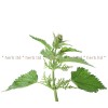 nettle seed, urtica dioica, nettle for healthy hair