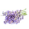 lavender herb, lavender application, lavender application, depression