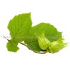 hazel leaf, corylli folium, hazel in inflammation of the prostate gland
