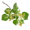 linden herb, linden tea color, linden color price, herbal tea, bilki.bg