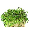 alfalfa herb, medicago sativa, alfalfa seed price, alfalfa seed application