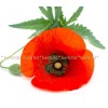 polish poppy, poppy seed, field poppy, sagebrush, Papaver rhoeas L., thistle