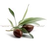 olive leaf, Recipes for tea from olive leaves, olive leaves price