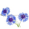 cornflower blue, cornflower color, centaurea cyanus l.