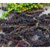 black pepper spice, ground fruit, piper nigrum