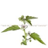 Rose Mallow Herb, Althaea officinalis, Medicinal Rose Mallow Tea, Marshmallow Root