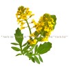 mustard herb, mustard benefits, mustard seed tea, white mustard price