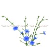 chicory herb, blue bile stalk, blue bile in disorder, chicory for liver