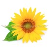 sunflower blossom, sunflower herb, fragrant sunflower, sunflower price