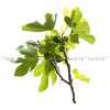 fig herb, fig creeper, disease fig, fig leaves