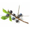 thorn fruit, prunus spinosa, thorn herb tea, thorn herb application