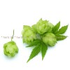hops herb in inflammation of the gallbladder and bile ducts, hops herb to increase appetite