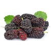 mulberry herb, mulberry herb tea, mulberry herb price, mulberry herb app