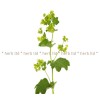 Lady's Mantle Herb, Lady's Mantle price, Lady's Mantle reviews, Lady's Mantle tea, alchemilla vulgaris l., Queen of white current, queen reviews