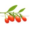 Goji Berry fruit in bulk, goji take reception, Lycium Barbarum, goji berry herb, goji berry action
